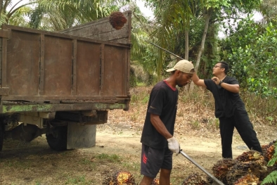 Harga Sawit Ngerem Sedikit, Dibanderol Rp 2.730 Per Kilogram