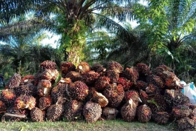 Benarkah Petani Swadaya Menikmati Harga TBS yang Pecah Rekor ?