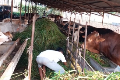 Meningkat, Ini Jumlah Populasi Hewan Ternak di Riau