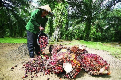 Harga Sawit Melejit, Petani Swadaya Inhu Ikut Bergairah