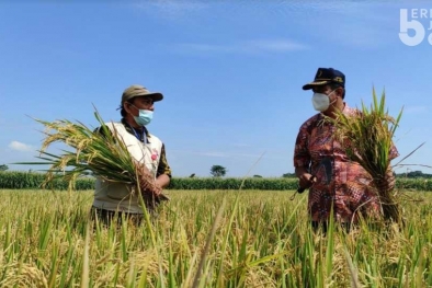 Pupuk Langka, Petani Beralih ke Sistem Organik