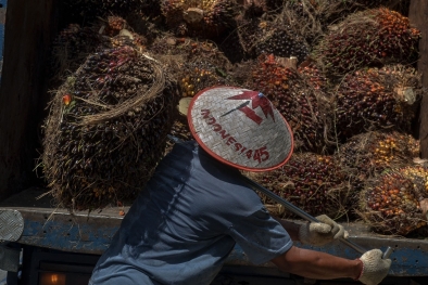 Belum Stabil, Harga CPO Lagi Turun