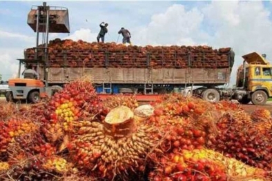 PKS di Babel Olah 132.912 Ton TBS Petani Mitra Dalam Sebulan