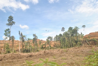 Izin 35 Perusahaan Perkebunan Sawit Diusulkan Dicabut