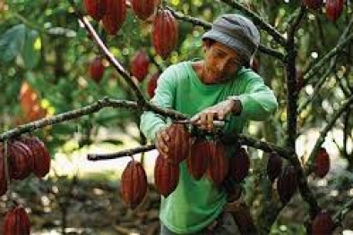 Kegiatan Pengembangan Kebun Kakao Terus Menyusut