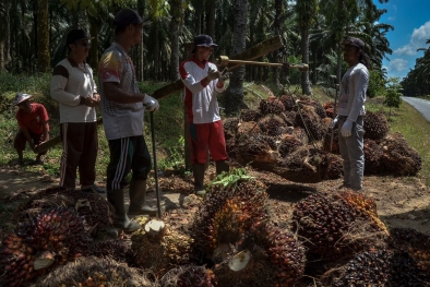 Harga Sawit di Riau Ngegas Santai, Lumayan Rp2.749 Per Kilo