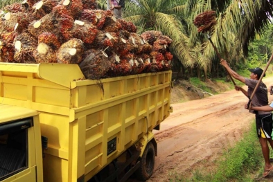 Riau Lewat, Harga TBS di Sumut Rp 2.800,65/Kg