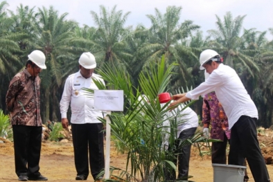 SPPBKS, Tingkatkan Mutu dan Peredaran Benih Kelapa Sawit