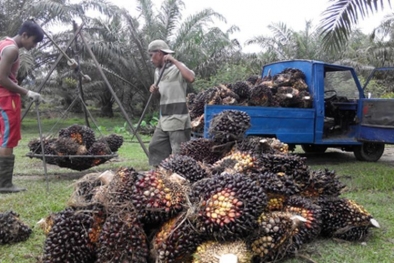 Harga TBS Petani Plasma Dipengaruhi Cuaca