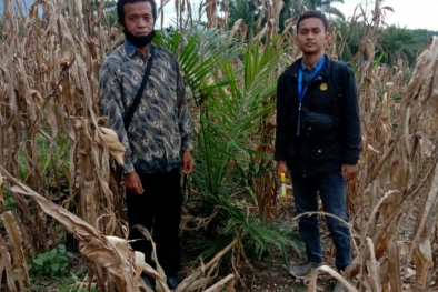 Peserta PSR Panen Jagung di Kebun Sawit