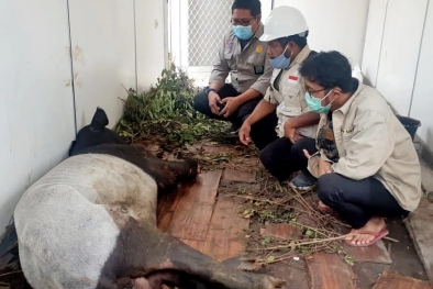 Seekor Tapir Terjerat di Riau, Kakinya Putus