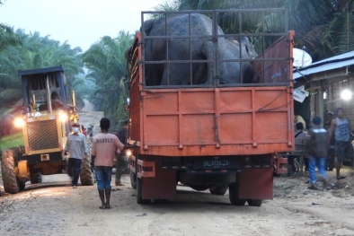 Rusak Kebun Warga, 2 Gajah Sumatera Dievakuasi ke TNTN