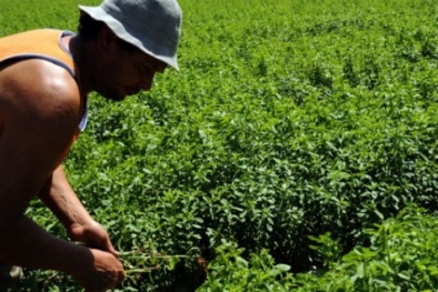 Perkebunan Stevia di Minahasa Tembus Pasar Korsel