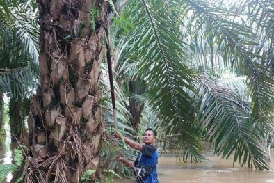 Warga Inhu, Terpaksa Panen Sawit di Tengah Banjir