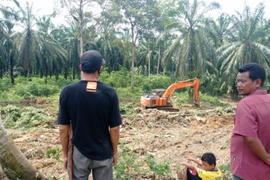 Dapat Jatah 270 Ha, Pelaksanaan Replanting Sawit Dikebut