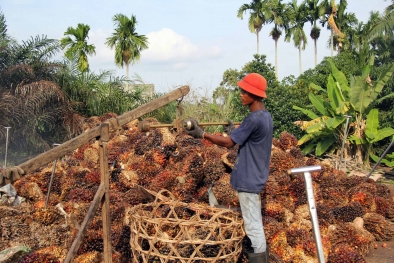 Petani Siak Makin Bergairah, Harga Sawit Terus Naik