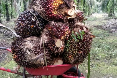 Harga Naik Saat Sawit Sedang Trek, Petani Merasa Terbantu