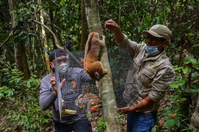 BBKSDA Riau Lepaskan 8 Ekor Kukang, Ini Lokasinya