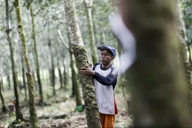 Harga Karet Menjulang di Sejumlah Wilayah di Riau