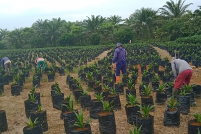 Rekomtek PSR Berubah, Omzet Penangkar Urung Bertambah