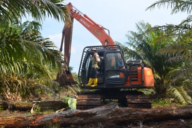 Perambah Kawasan di Giam Siak Kecil Ditangkap Petugas