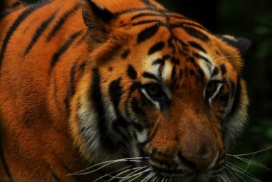 Remaja di Siak Diterkam Harimau, Tubuh Diseret ke Hutan