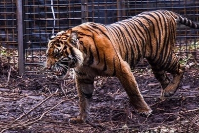 Remaja di Siak Diterkam Harimau, BBKSDA Riau Kirim Tim ke Lokasi