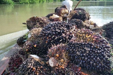 Harga Sawit Naik, Yang Menikmati Tak Cuma Petani