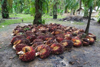 Pergub Harga TBS Petani Swadaya Menunggu Diteken