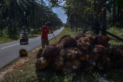 Ditanam Jokowi, Sawit PSR di Riau Dipanen Perdana Oleh Wapres