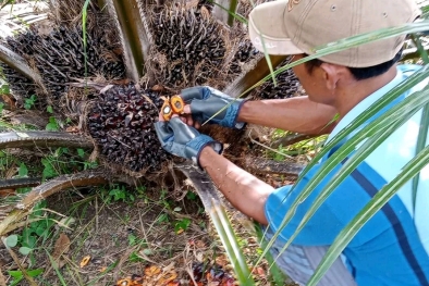 Pergub TBS Petani Swadaya Dinilai Ganggu Rezeki Pengepul