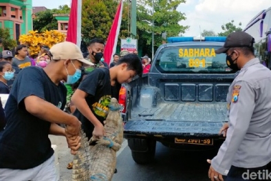 Buaya Piaraan Kabur dan Gegerkan Warga, Panjangnya 2 Meter