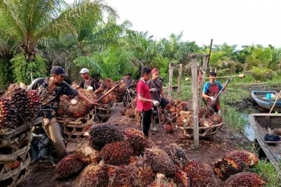 Harga Sawit Jadikan NTP Babel Tertinggi se-Indonesia