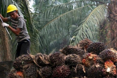 Dua Ribuan Itu, Kado Buat Petani Sawit