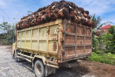 Petani di Kampar Tangkap Truk Bawa Sawit, Diserahkan ke Polsek