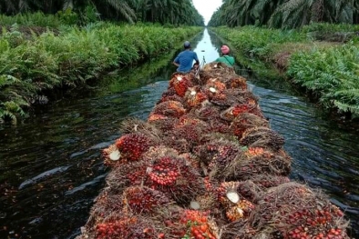 Sawit Masih Jawara Subsektor Perkebunan Rakyat