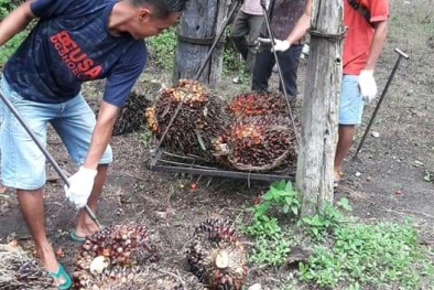 Sortasi Jadi Alat Memfitnah TBS Petani