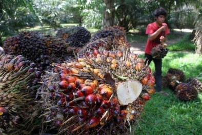 Sawit Mahal, Tinera Jaya Kantongi Rp2,3 M