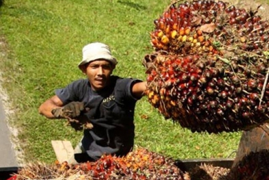 Tiga Negara Ini Produsen CPO Dari Riau