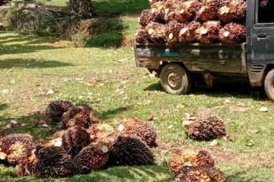 Pekebun Sawit, Petani Paling Sejahtera di Daerah ini