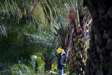 Upah Pemanen Sawit Juga Ikut Naik