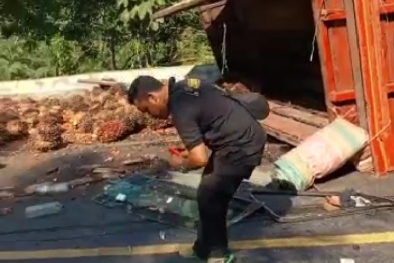 Truk Terguling, Buah Sawit Petani Tumpah di Jalan