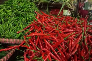 Harga Cabai Anjlok Jadi Rp3.000 per Kg, Petani Bakar Tanaman