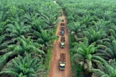 Genjot Produksi TBS, Perusahaan ini Perluas Kebun Sawit