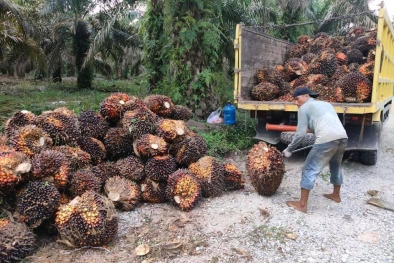 Tak Mau Ketinggalan, Harga TBS Sumsel juga Naik