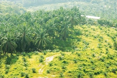 UUCK Keluar, Sawit Dalam Kawasan Hutan Dibenah