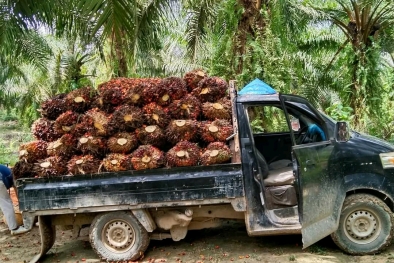 Harga Resmi TBS Turun, Tapi di Lapangan Malah Sebaliknya