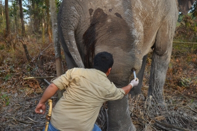 Dalam Kondisi Sakit, Gajah Liar di Duri Akhirnya Dapat Perawatan