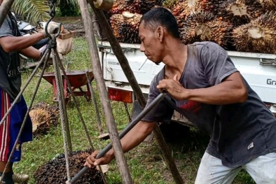 Harga TBS di Aceh Naik Signifikan