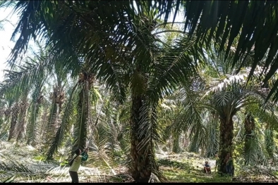 PTUN Diminta Tolak Gugatan Perusahaan Sawit